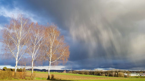 Scenic view of trees on field against sky