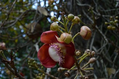 Close-up of fruits on tree