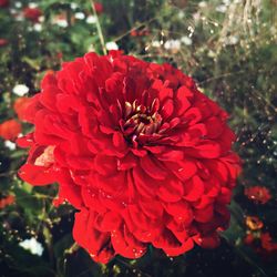 Close-up of insect on red flower