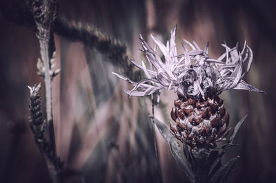 plant