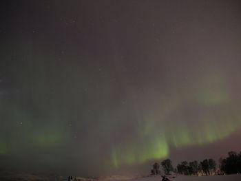 Low angle view of trees against sky at night