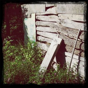 Plants growing on tree trunk
