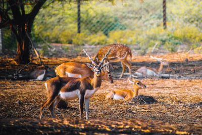 Deer in a field