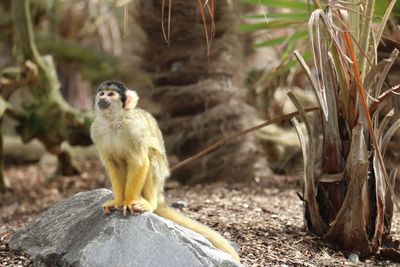 Monkey sitting on rock