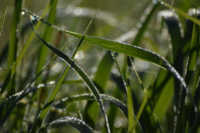 Close-up of wet plant during rainy season