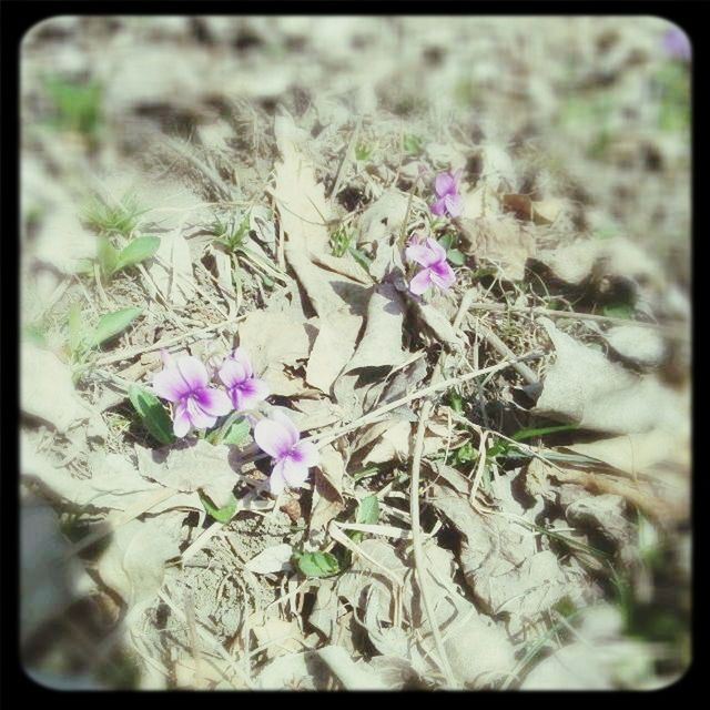 flower, transfer print, growth, fragility, auto post production filter, plant, freshness, petal, nature, close-up, beauty in nature, purple, selective focus, flower head, stem, high angle view, field, blooming, focus on foreground, leaf