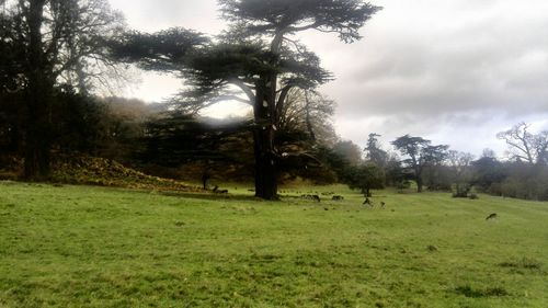 Scenic view of grassy field against cloudy sky