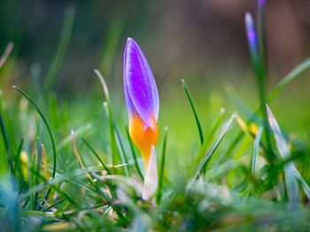 Close-up of purple crocus blooming on field