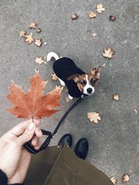 Low section of person with holding maple leaves while standing with dog during autumn