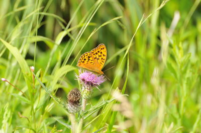 Butterfly pollinating on flower