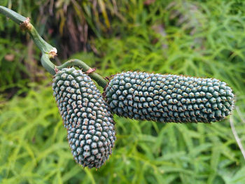 Close-up of pineapple on field