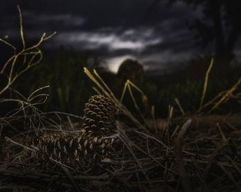 Close-up of grass on field at night