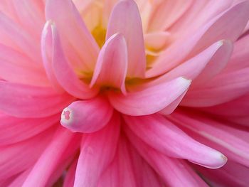 Close-up of pink dahlia