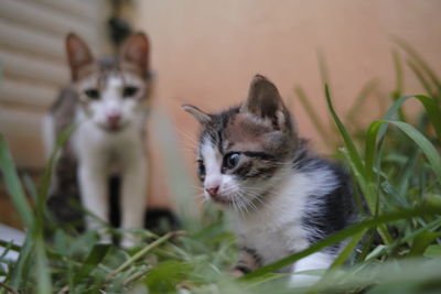 Portrait of kitten