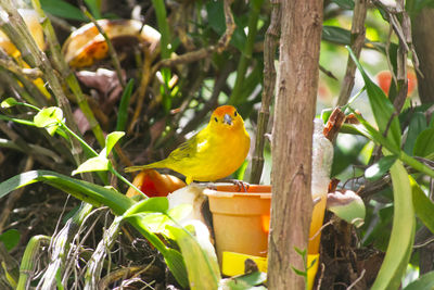 Bird perching on tree trunk