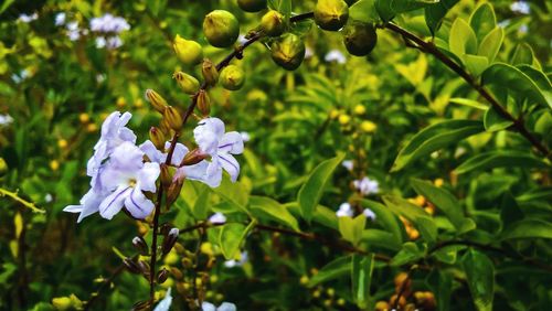 Close-up of white flowering plant