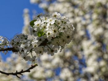 Low angle view of apple blossoms in spring