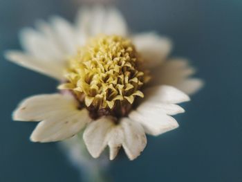 Close-up of white flower