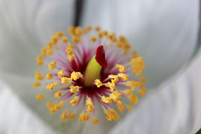 Close-up of yellow flower