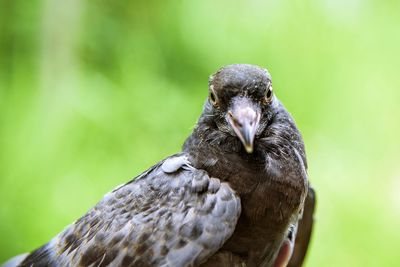 Close-up of a bird