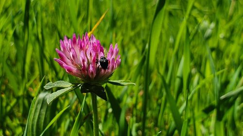 Close-up of insect on pink flower