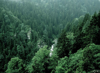 High angle view of pine trees in forest