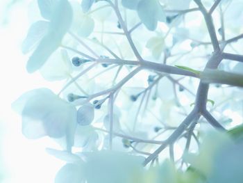 Low angle view of white flowering plant