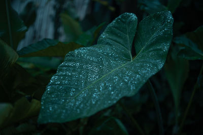 Close-up of raindrops on leaves