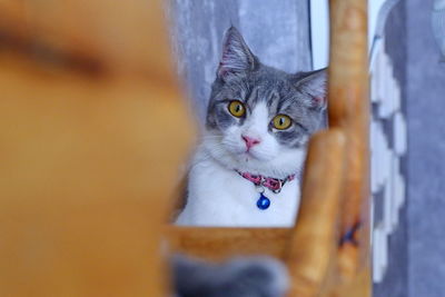 Portrait of cat looking at camera