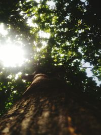 Low angle view of trees in forest