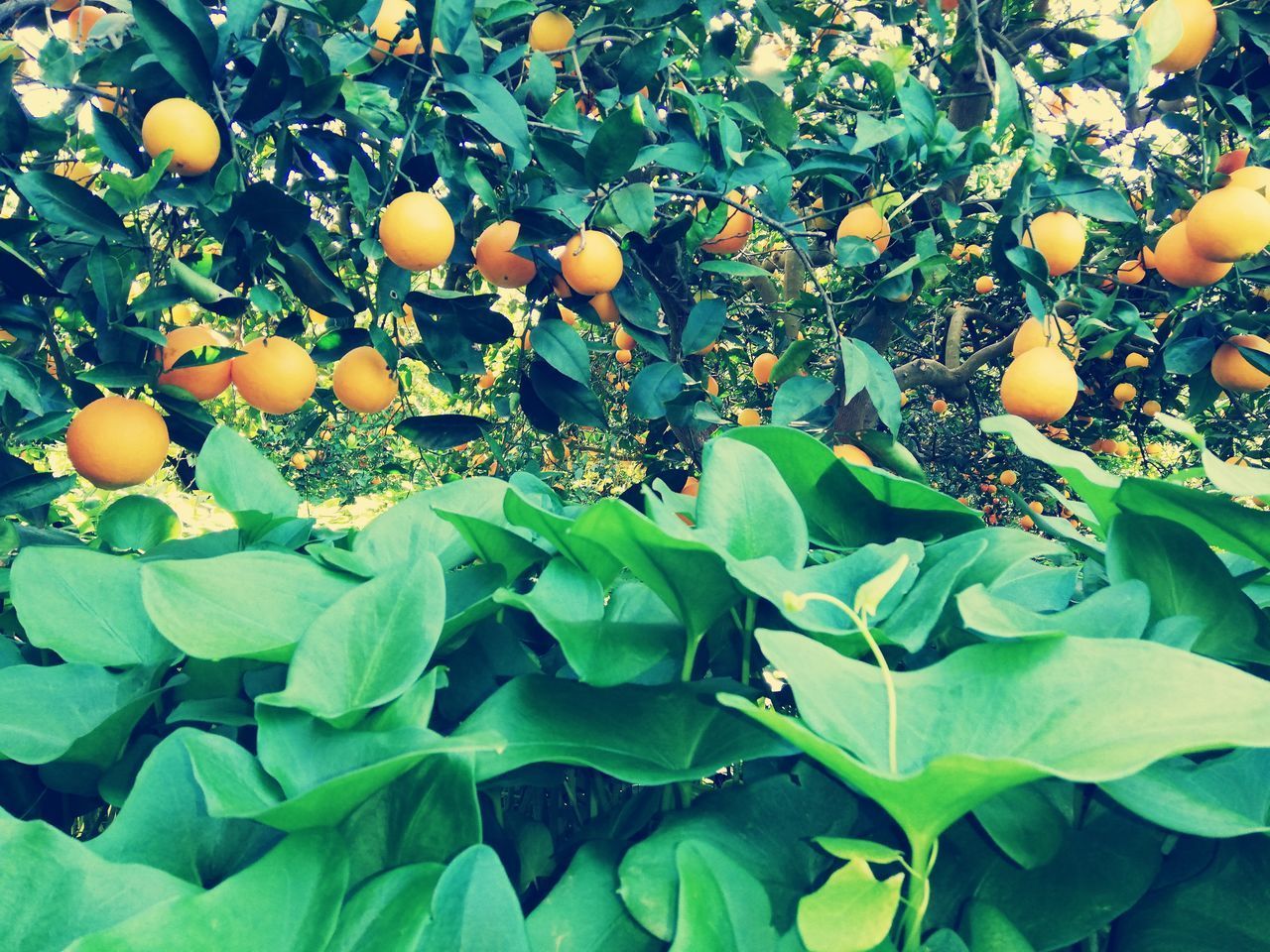 FRUIT GROWING ON PLANT