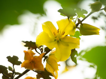 Close-up of yellow flowers blooming outdoors