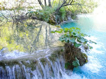 Scenic view of waterfall in forest