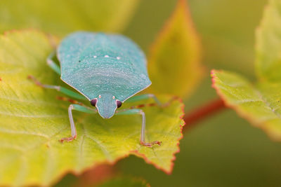 Closeup on a lightblue adult southern green shieldbug, nezara virudula on  yellow leaf in the garden