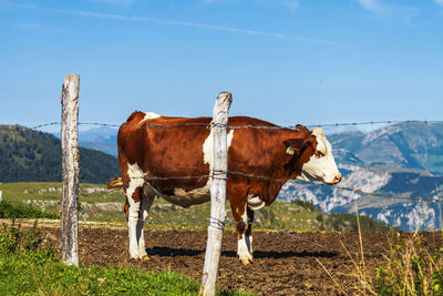 Cow standing in a field