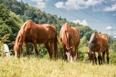 Horses grazing in a field