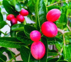 Close-up of cherries growing on plant