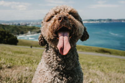 Close-up of a dog on field