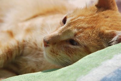 Close-up of cat resting on bed