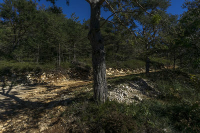 Trees in forest