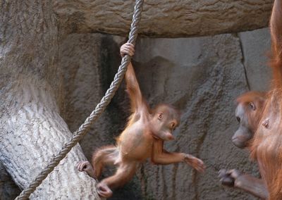 Ape  hanging on rock