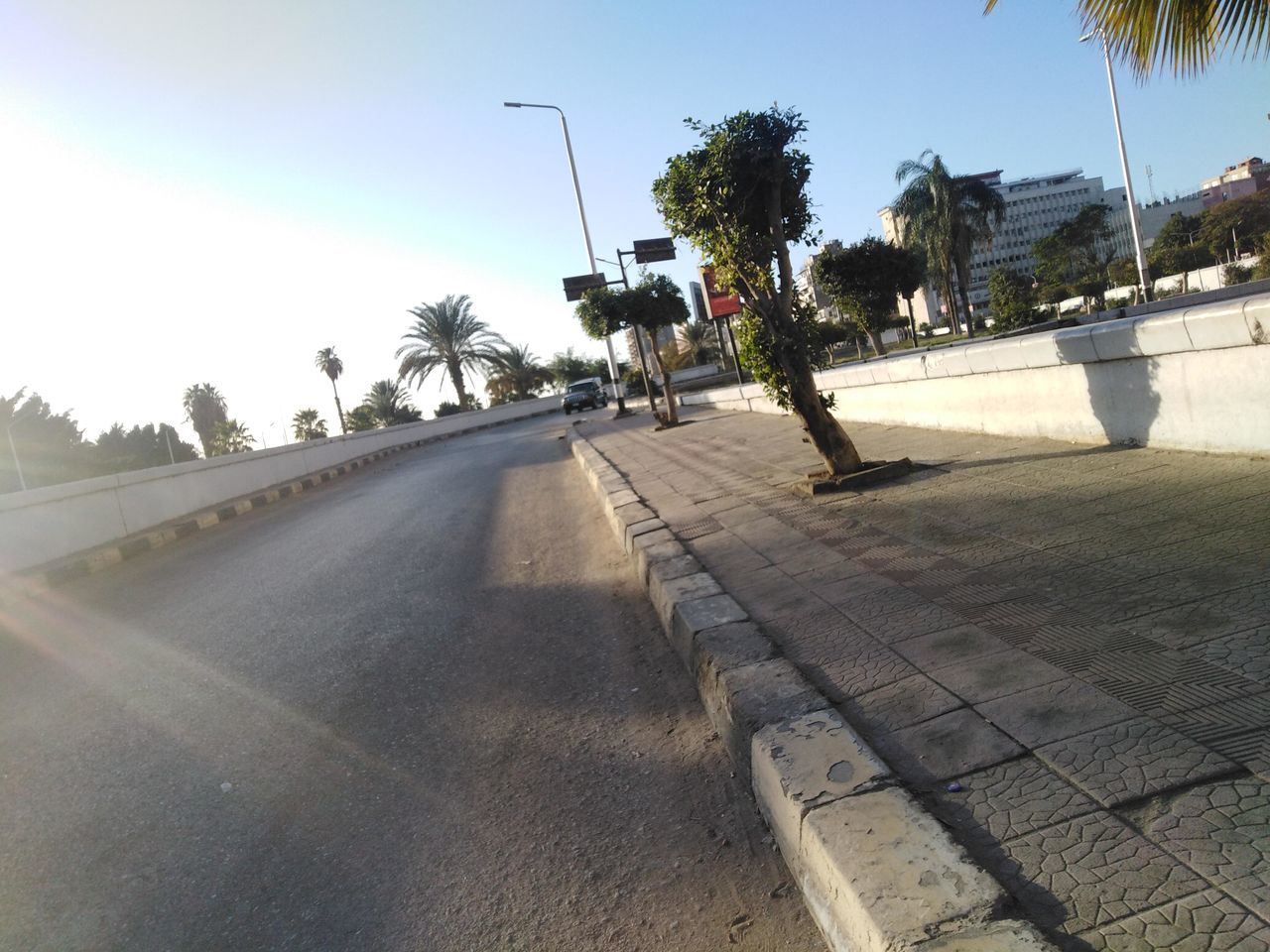 tree, palm tree, sky, nature, sunlight, tropical climate, plant, walkway, road, street, transportation, city, day, architecture, road surface, asphalt, outdoors, sports, sunny, footpath, shadow, clear sky, built structure