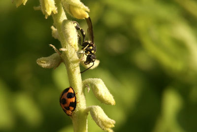 Close-up of ladybug on plant