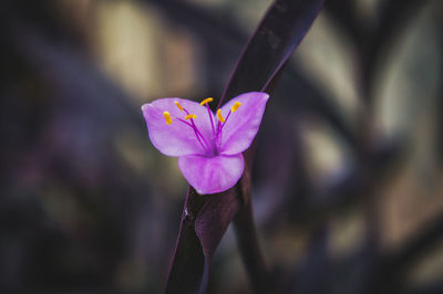 Close-up of purple flower