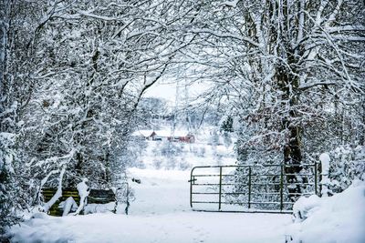 Snow covered trees against sky