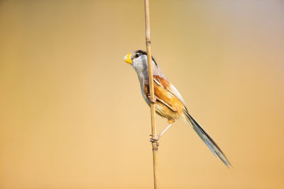 Close-up of bird perching on feeder