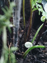 Close-up of plant growing on field