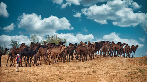 Panoramic view of camel on field against sky