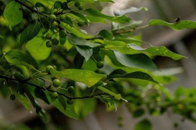 Close-up of leaves on plant