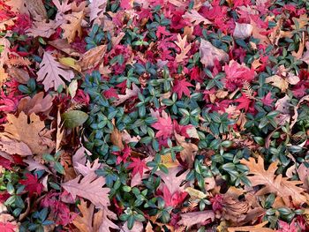 plant part